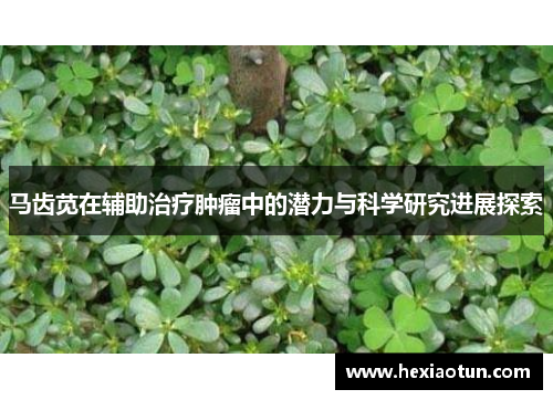 马齿苋在辅助治疗肿瘤中的潜力与科学研究进展探索